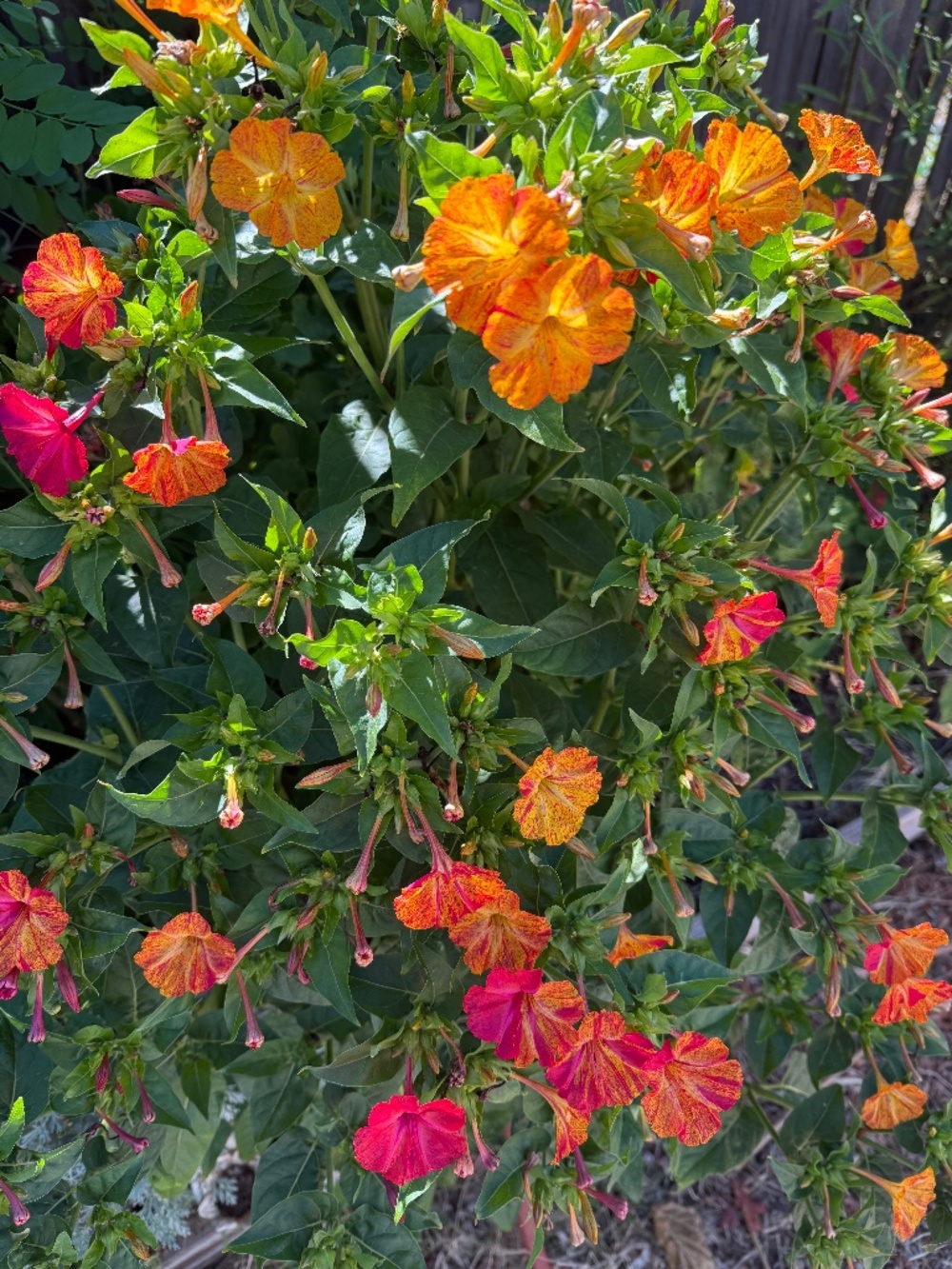 Orange pink Four O’Clock seeds